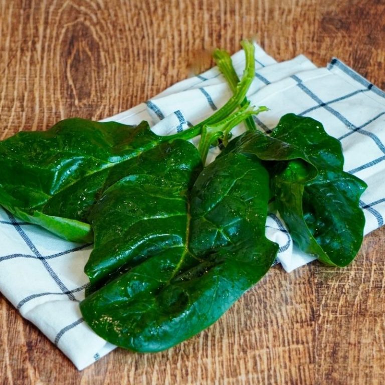 Epinard feuille France Les 5 Fermes